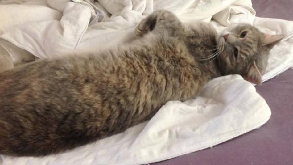 Kaybolan kedi 49 gün sonra 3500 km uzakta kargo konteynerinde bulundu